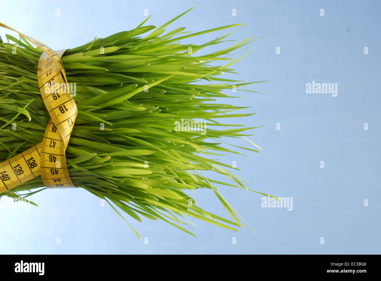 grass with measuring tape Stock Photo Alamy