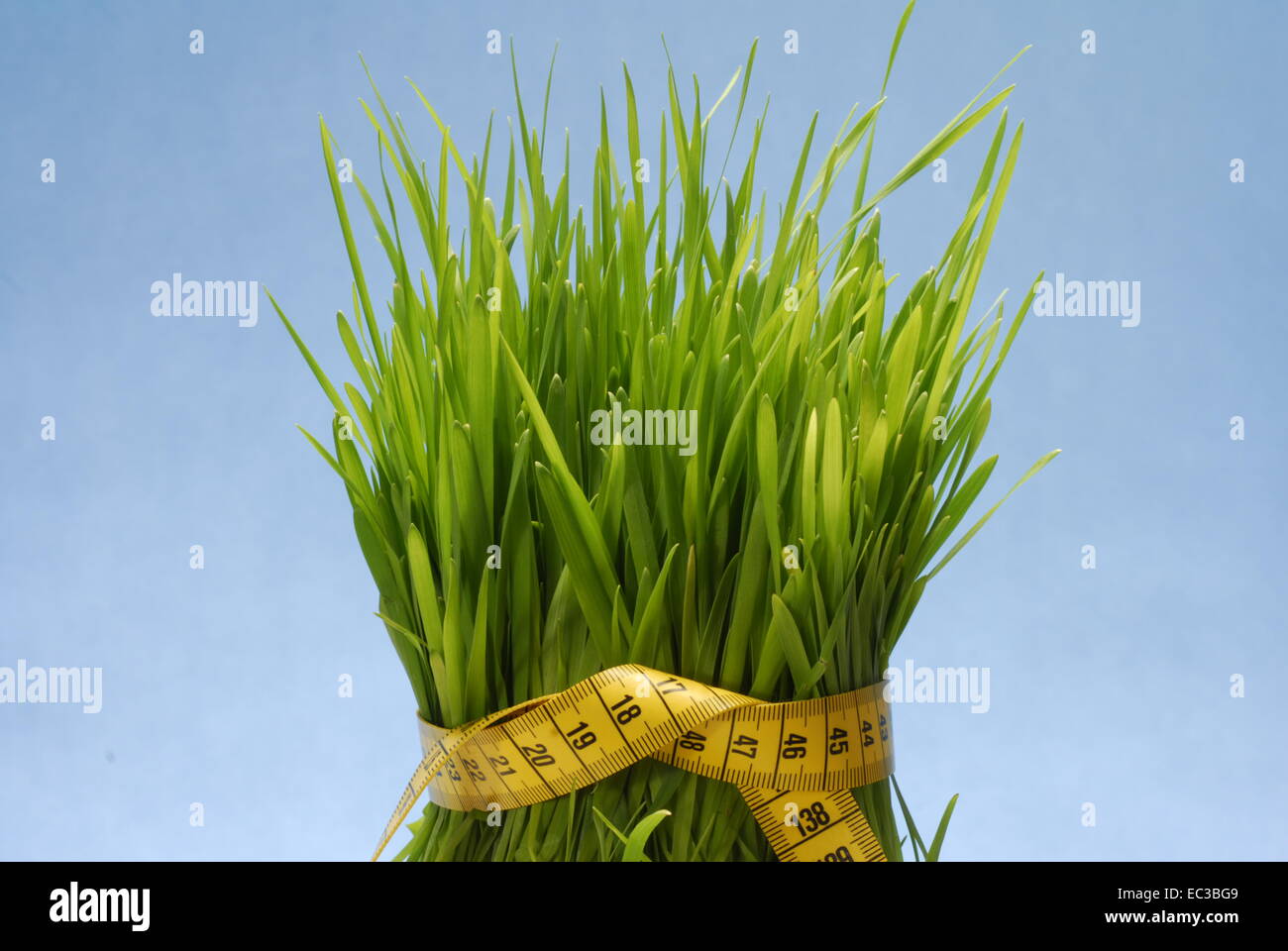 grass with measuring tape Stock Photo Alamy