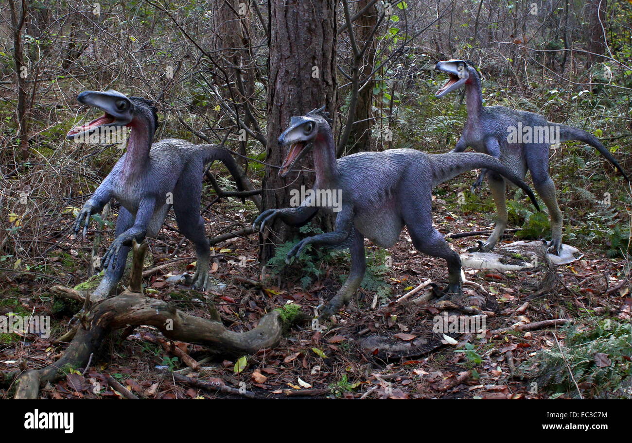 Hunting pack of Troodon dinosaurs, Cretaceous era Lifelike fullsize