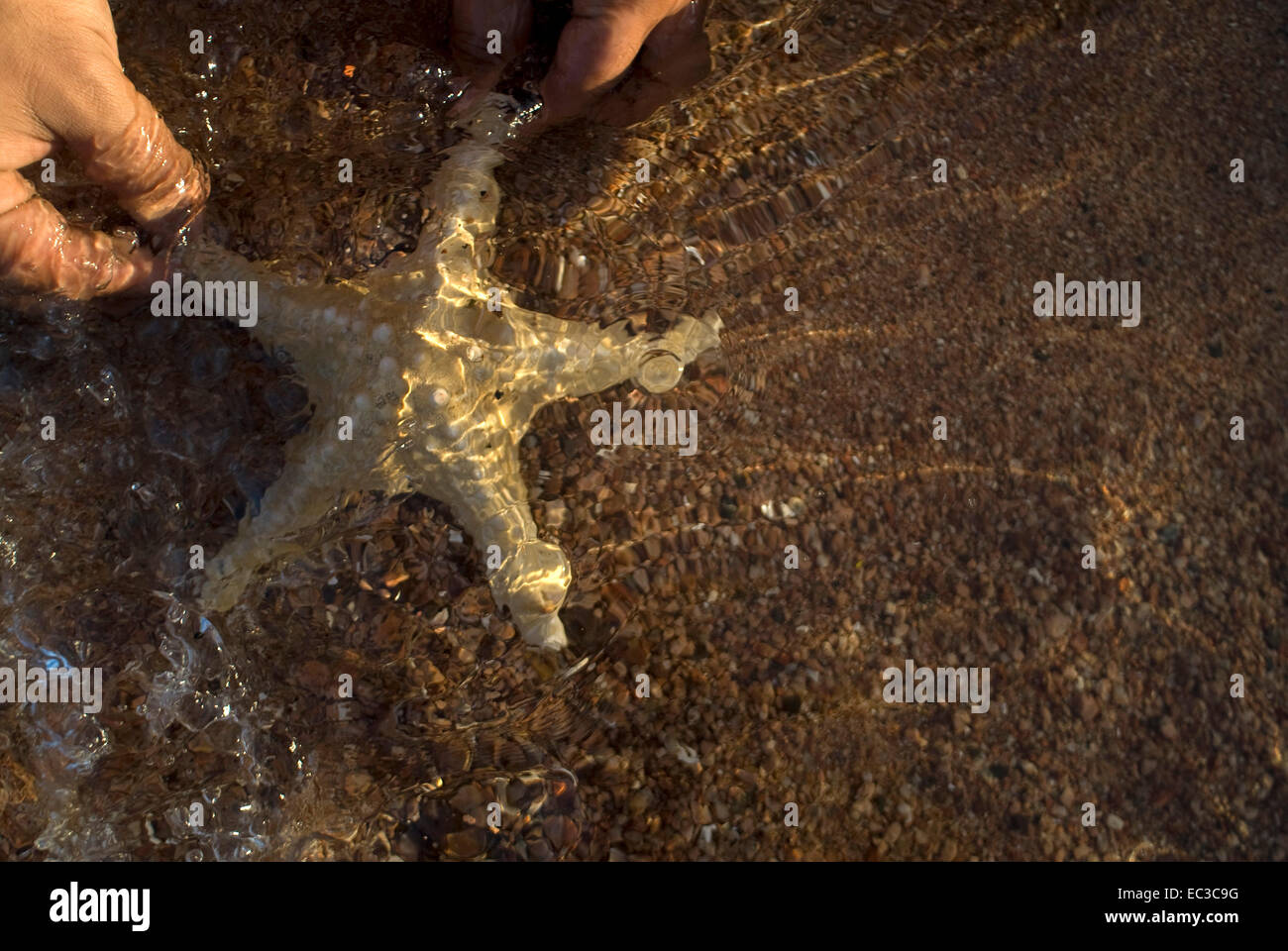 Starfish, Red Sea, Egypt, Africa Stock Photo Alamy