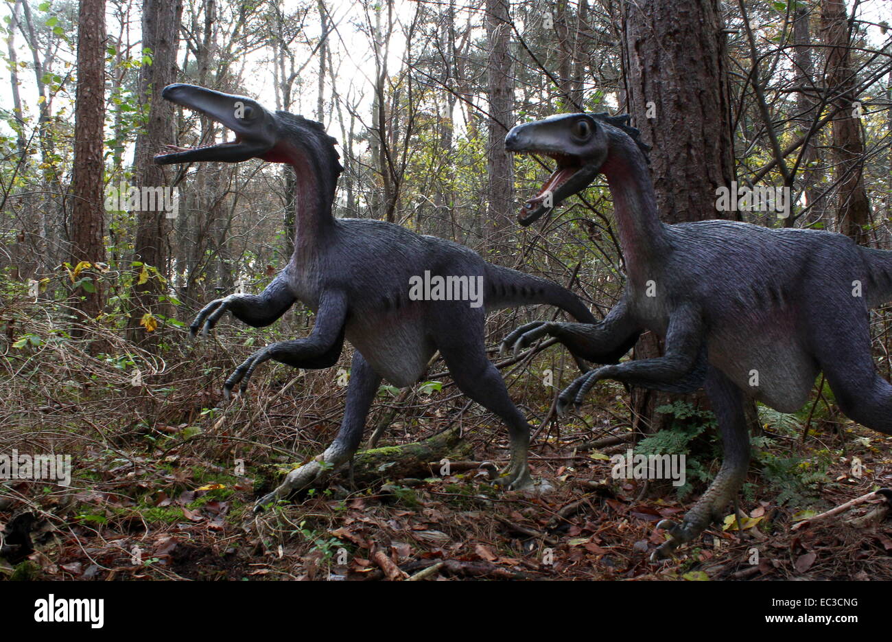 Hunting pack of Troodon dinosaurs, Cretaceous era Lifelike fullsize