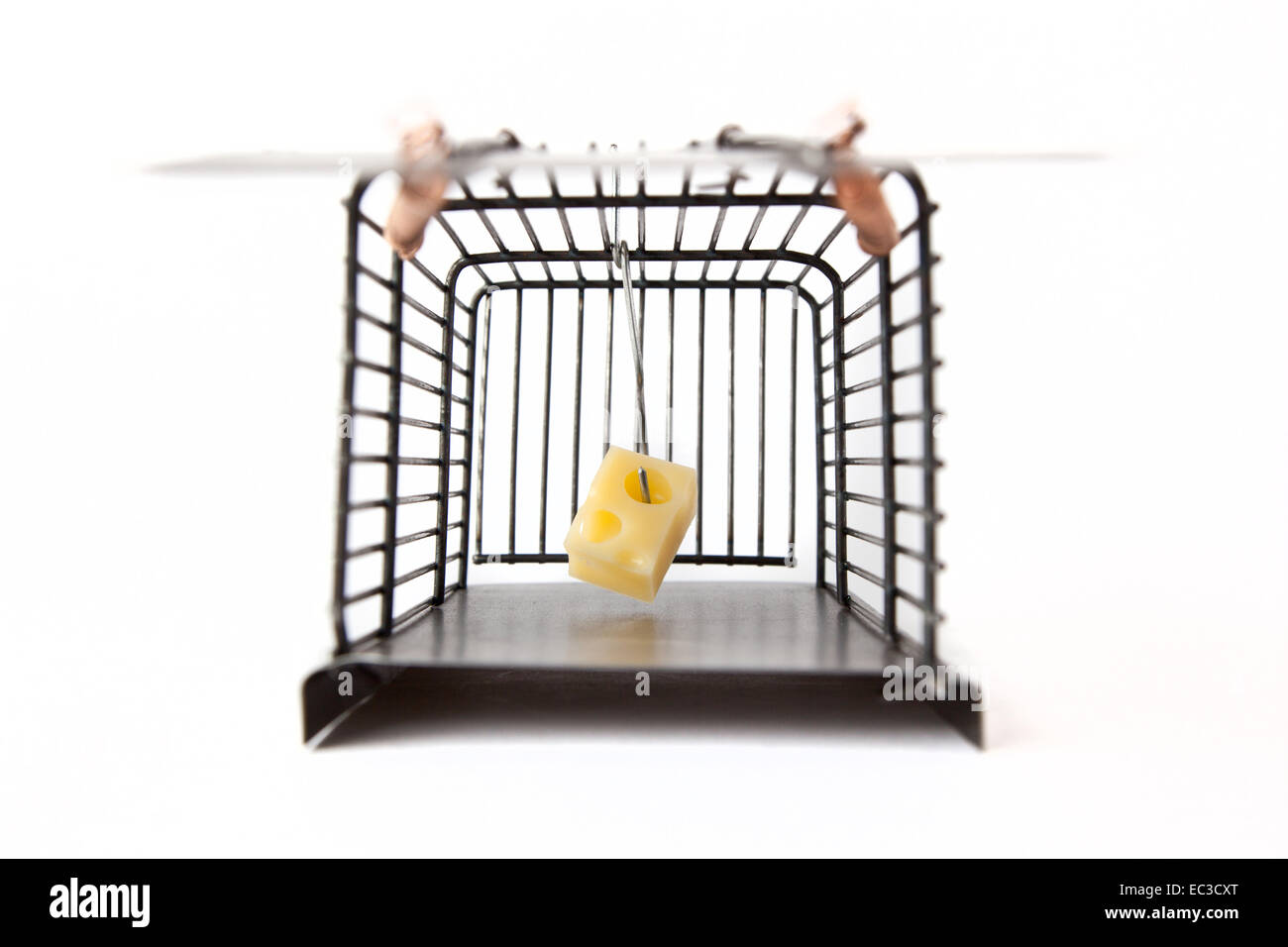 Mousetrap with cheese. Stock Photo