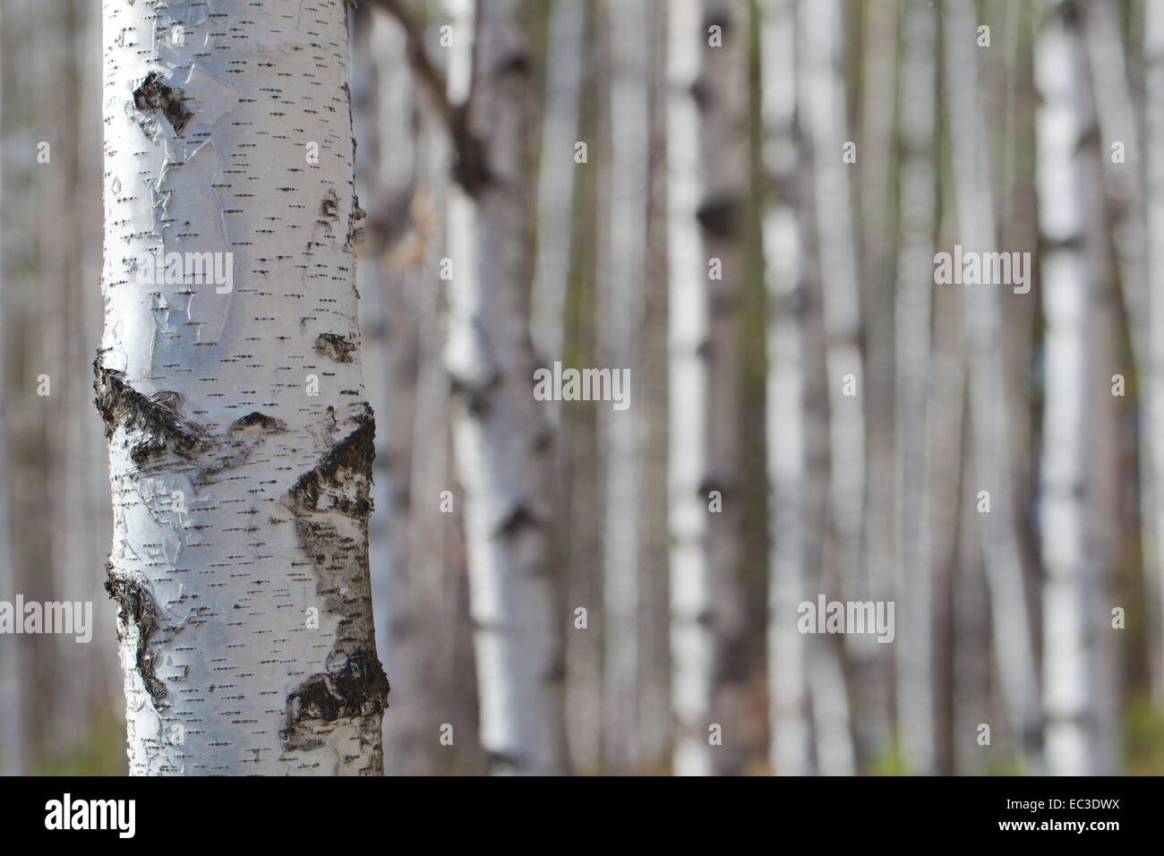 Birches in a bright spring day Stock Photo