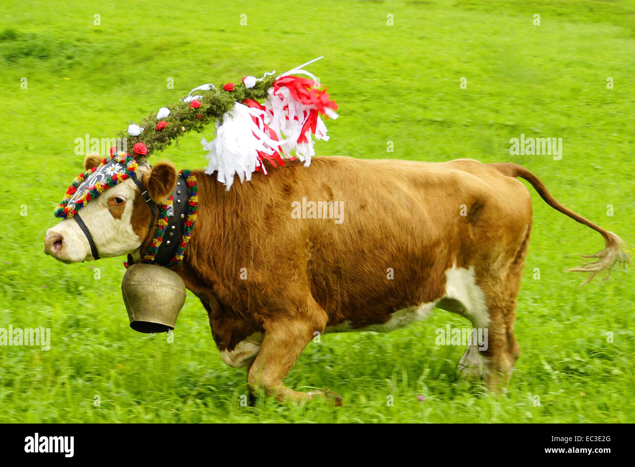 cow in the mountains Stock Photo
