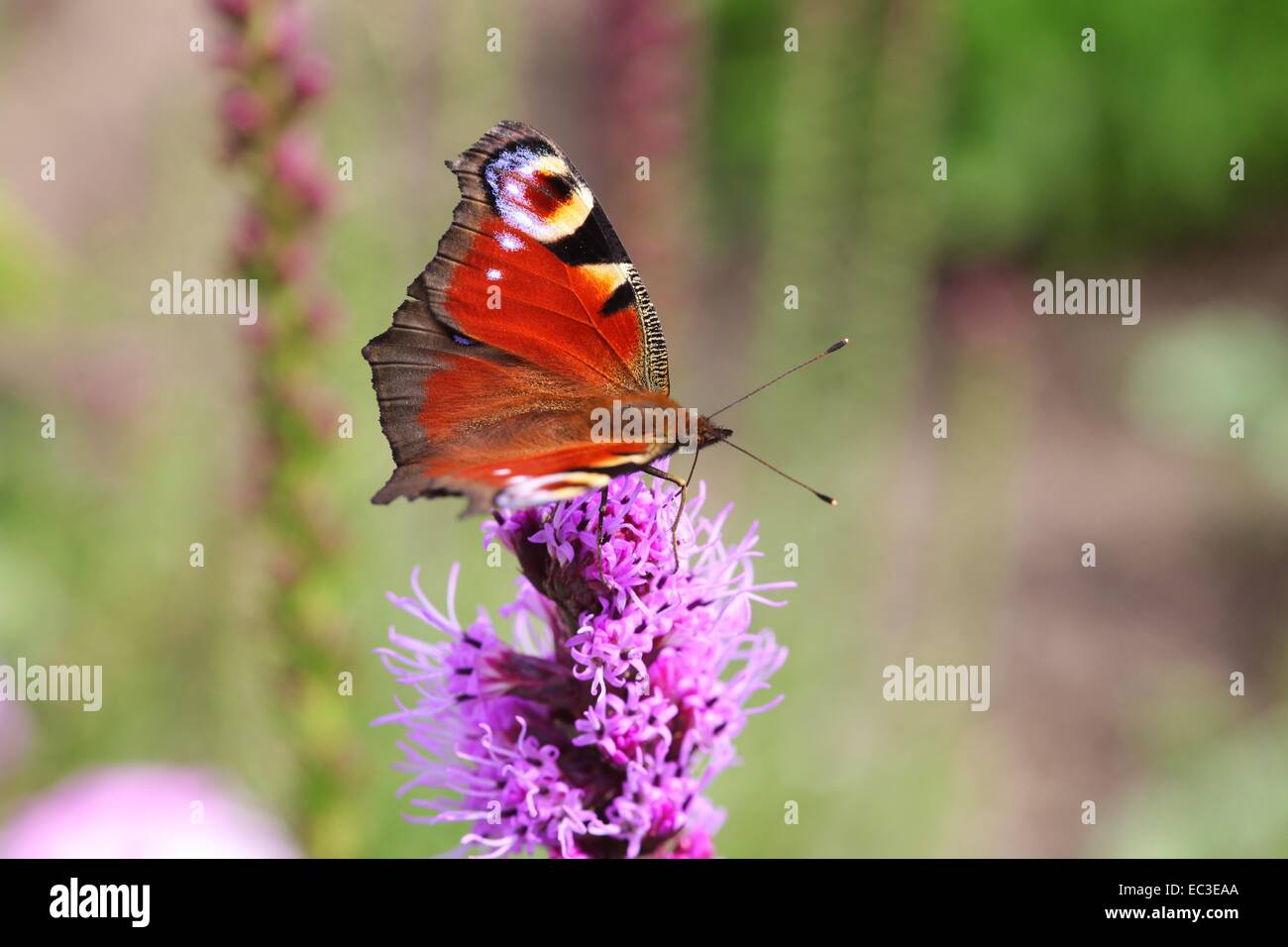 Eacock butterfly, Nymphalidae Stock Photo