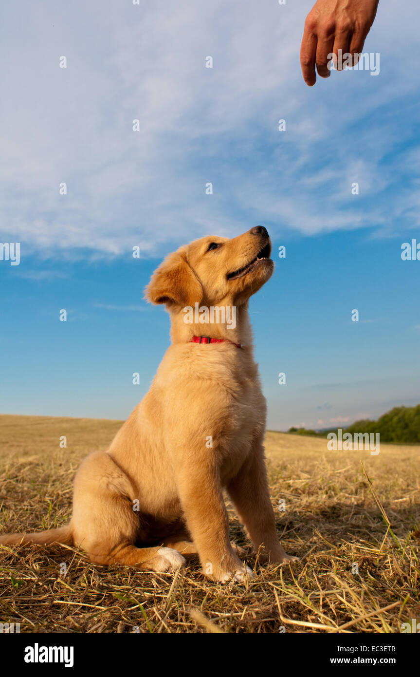 Dog Golden Retriever eagerly looks up to human hand Stock Photo