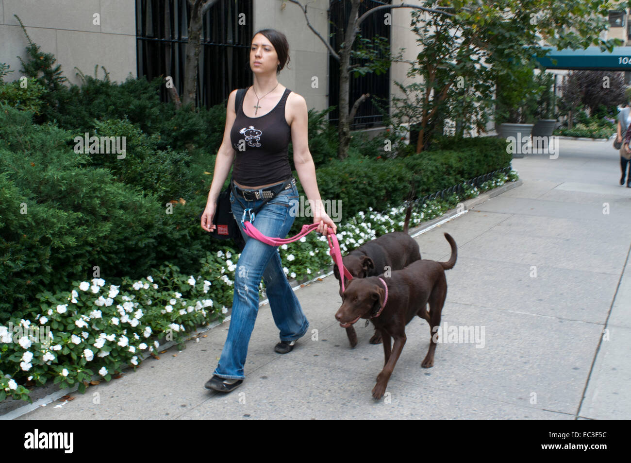 Women walking dogs on 5th Avenue in Central Park, Manhattan, New York City. USA. Most people who own pets worry alot about their Stock Photo