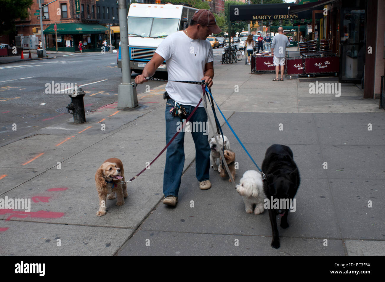 Dog hotsell walker manhattan