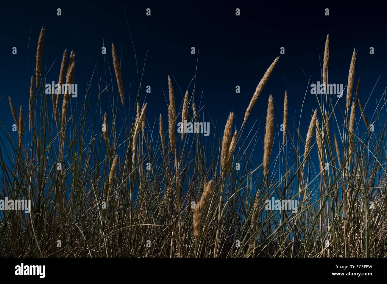 Reed in the wind Stock Photo - Alamy