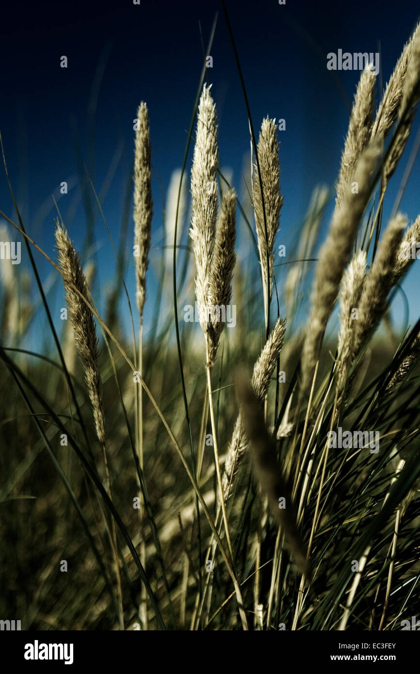 Reed in the wind Stock Photo - Alamy