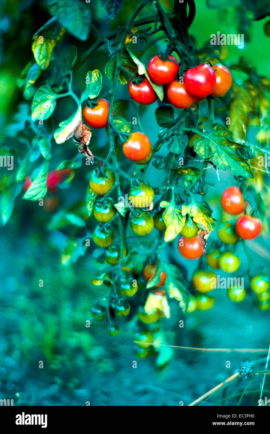 Image showcasing Maturation of hi-res stock photography and images - Alamy