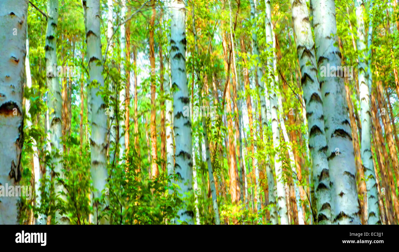Birch forest russia hi-res stock photography and images - Alamy
