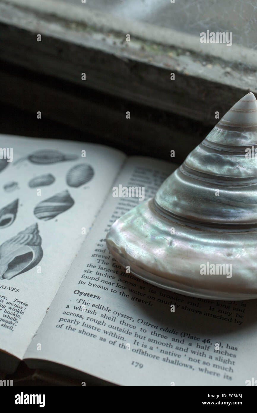 shell sitting on old Observer shell book on a windowsill Stock Photo