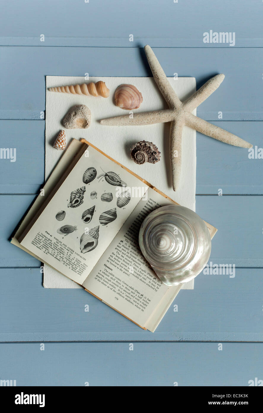 collection of seashells on Observer reference book Stock Photo