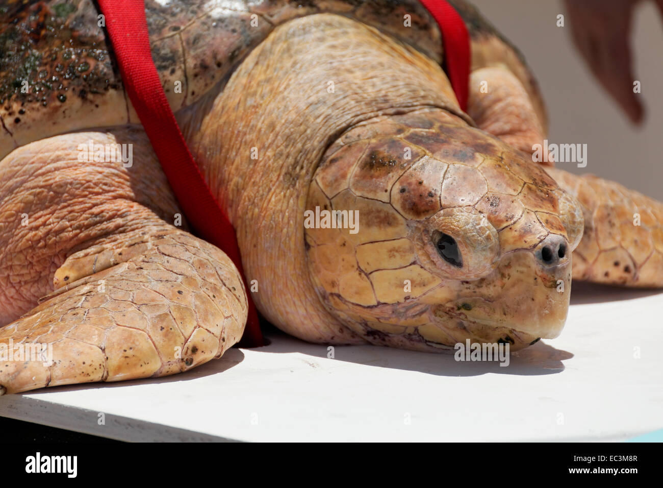 Loggerhead Turtle being weighed before release into the wild Stock ...