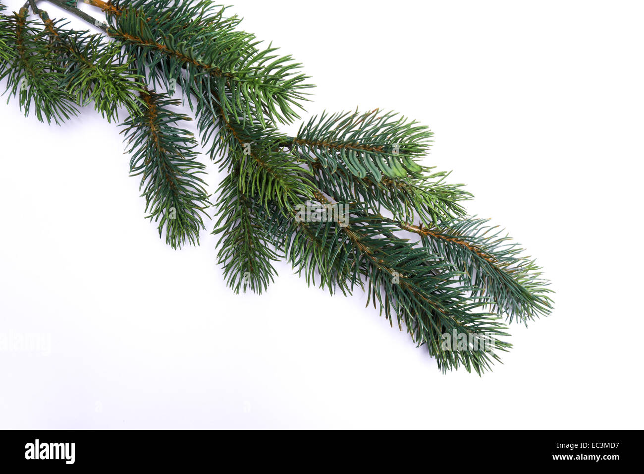 pine branch on white background Stock Photo