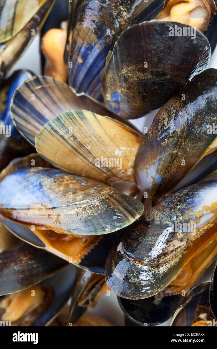 Shell Clam Mussels Clam shell images hi-res stock photography and images - Alamy