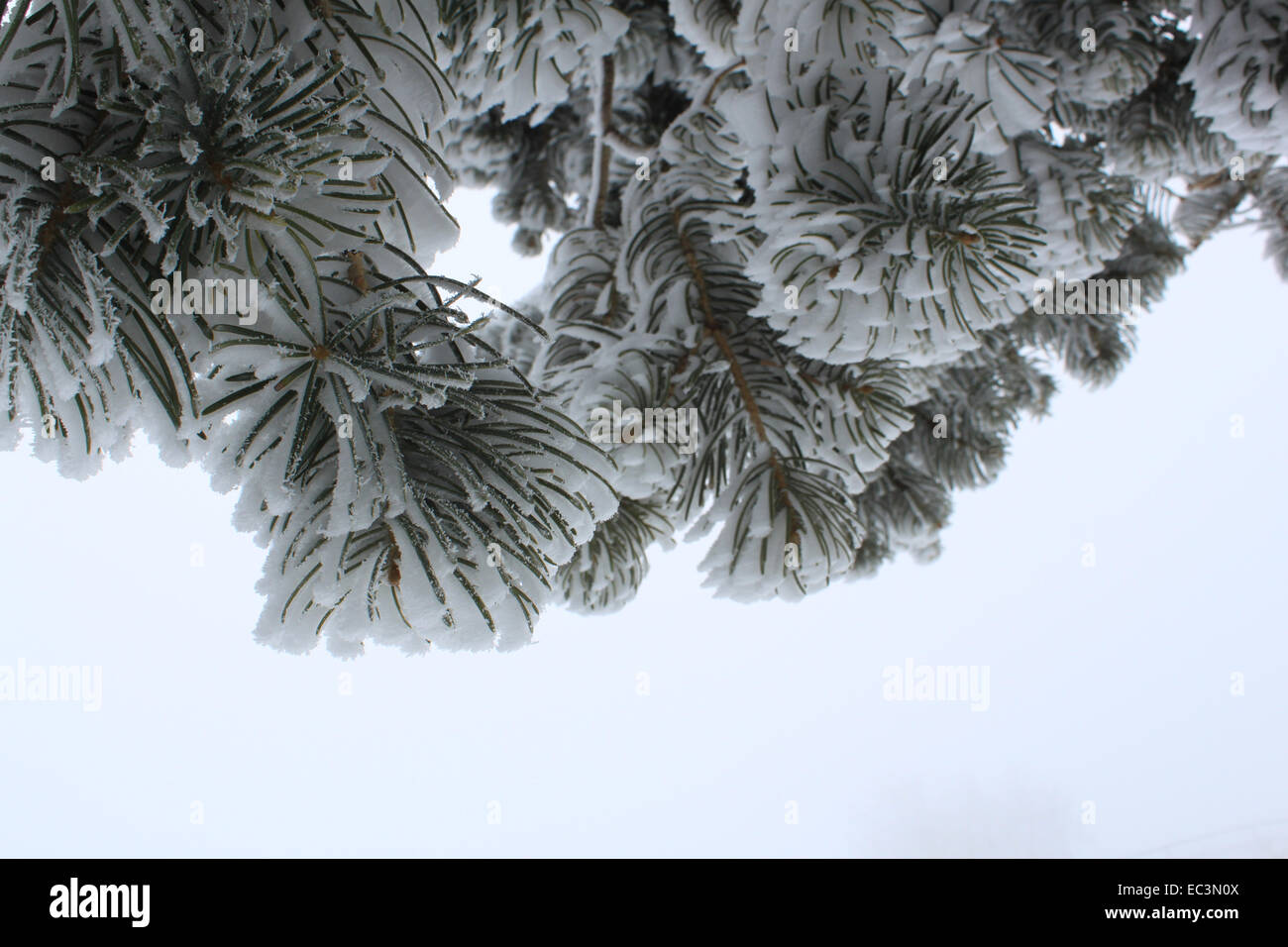 Pine branch covered with snow on the sky background Stock Photo - Alamy
