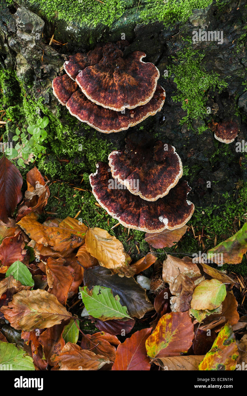 Brown bracket fungus growing on a decaying tree stump Stock Photo Alamy