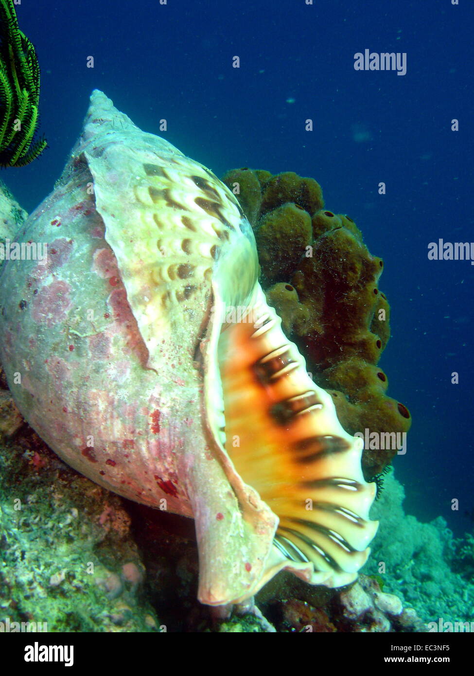 Scallop diver hires stock photography and images Alamy