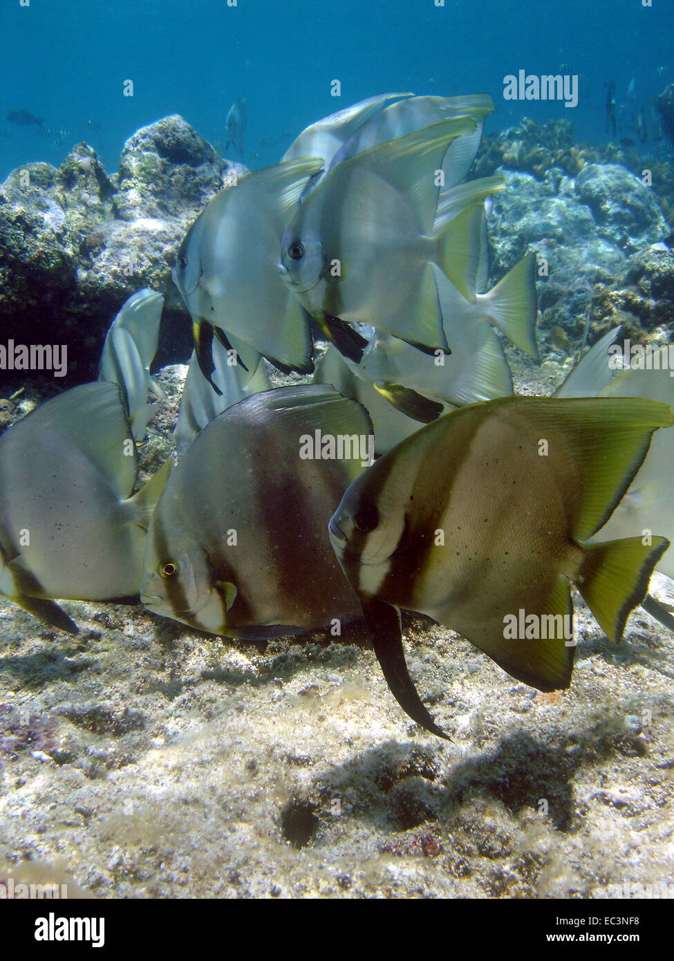 Asia fishes hi-res stock photography and images - Alamy