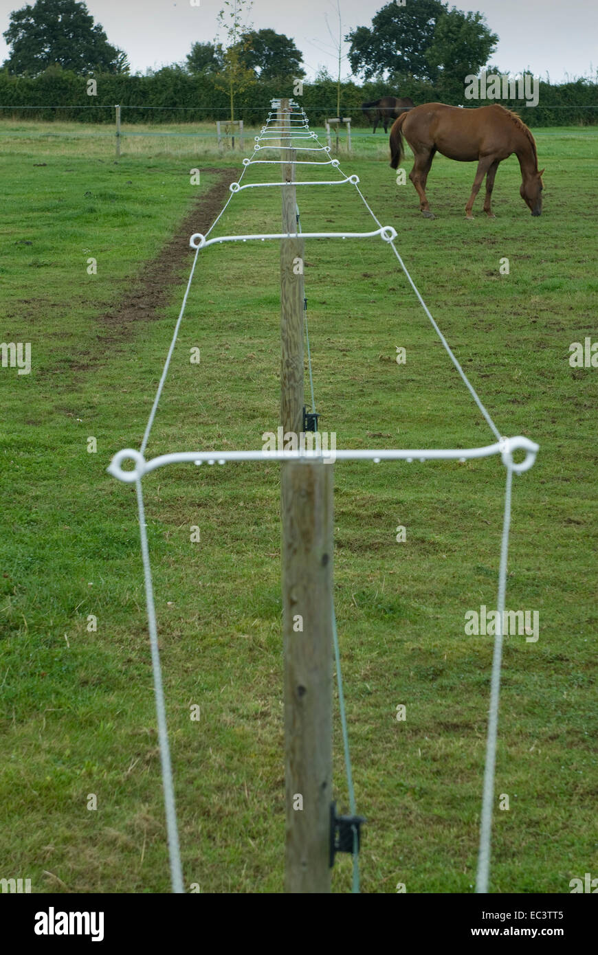 Electric fence in horse paddock Stock Photo