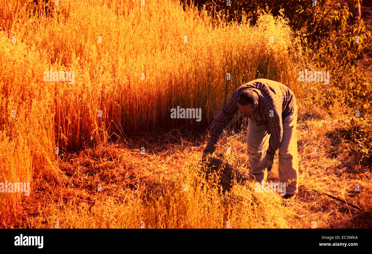 Farmer reaping hi res stock photography and images Alamy
