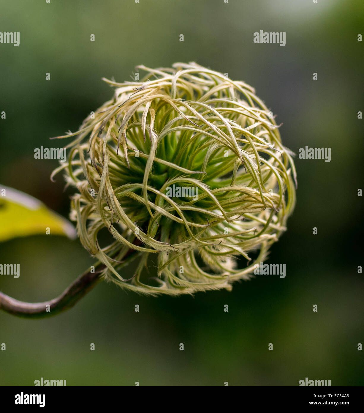 Clematis Seed Head Stock Photo