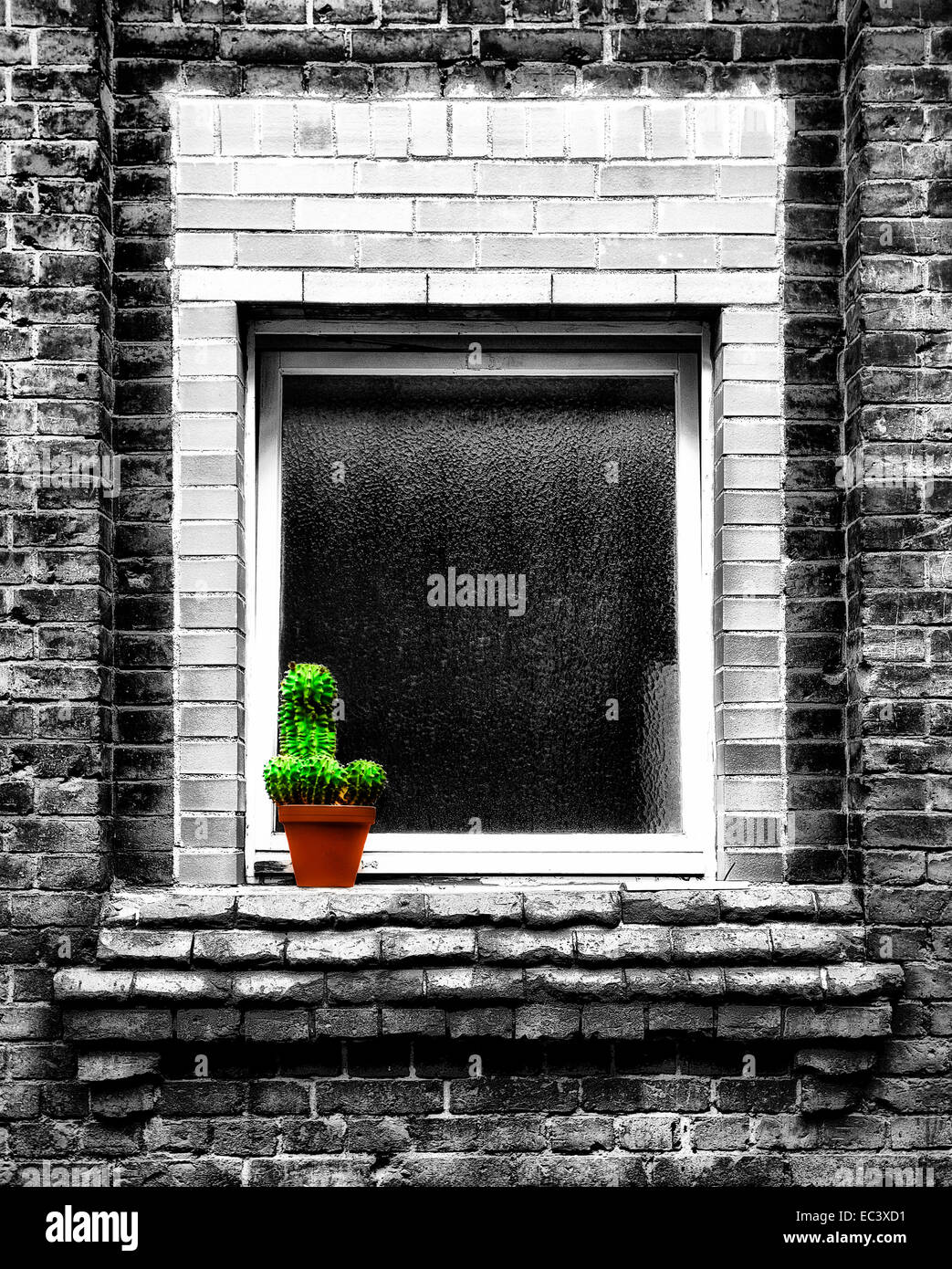 Flower pot with Kaktus Stock Photo