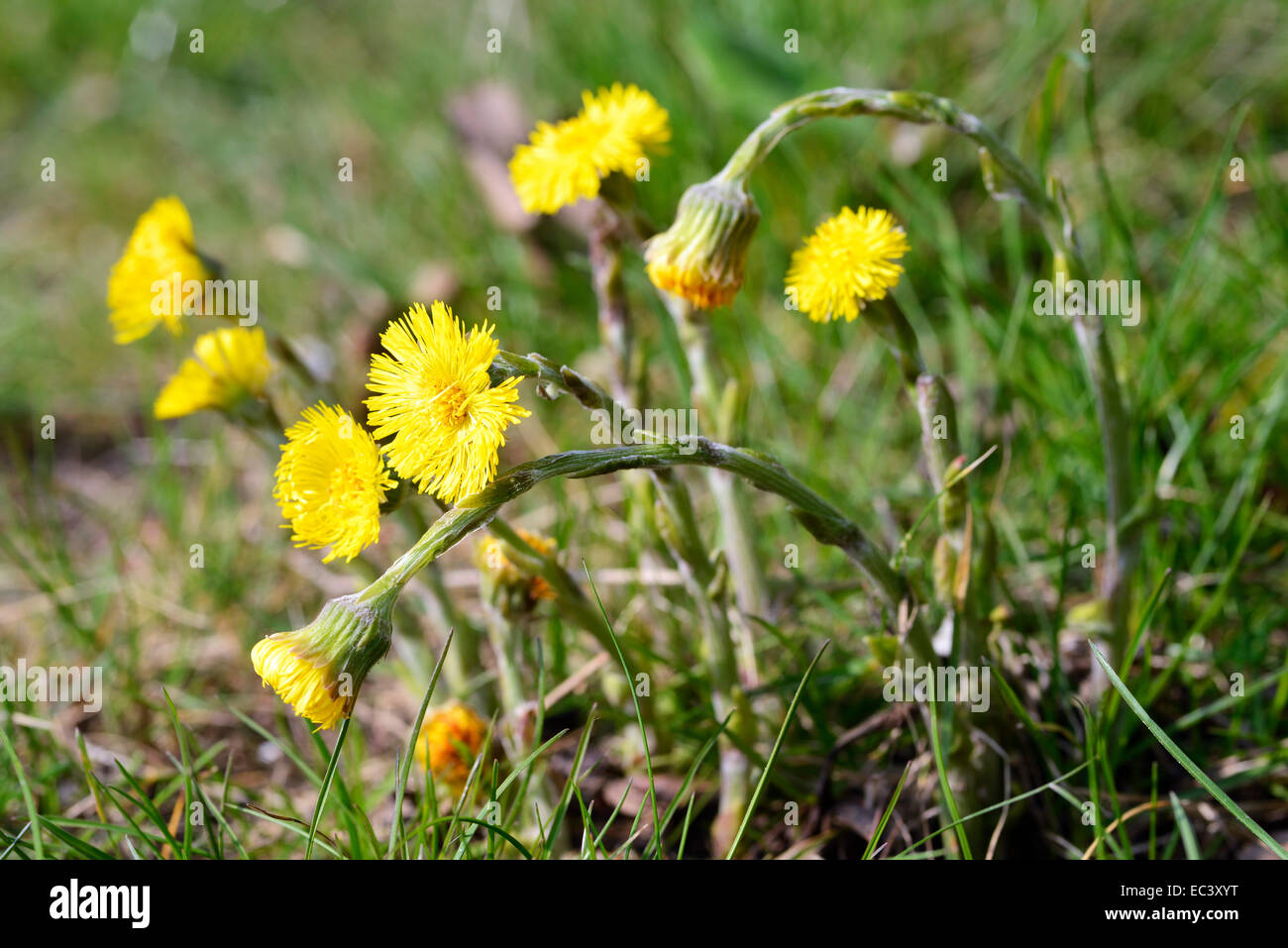 Plant World: Tussilago farfara