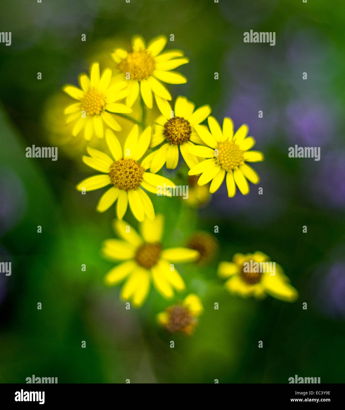 Soft focus on wild flowers hires stock photography and images Alamy