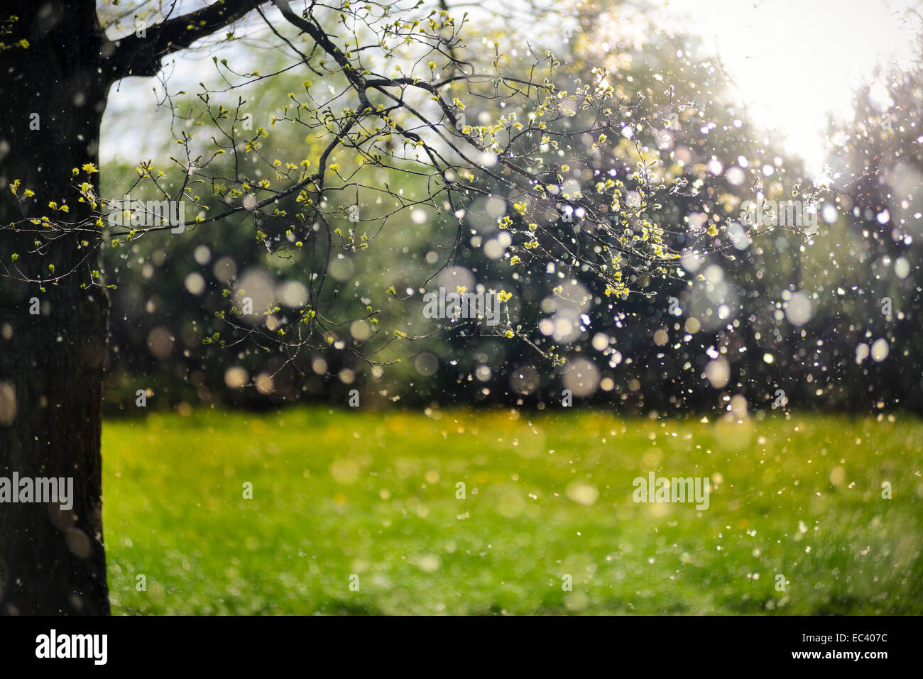Poplar pollen, hay fever Stock Photo 76305360 Alamy