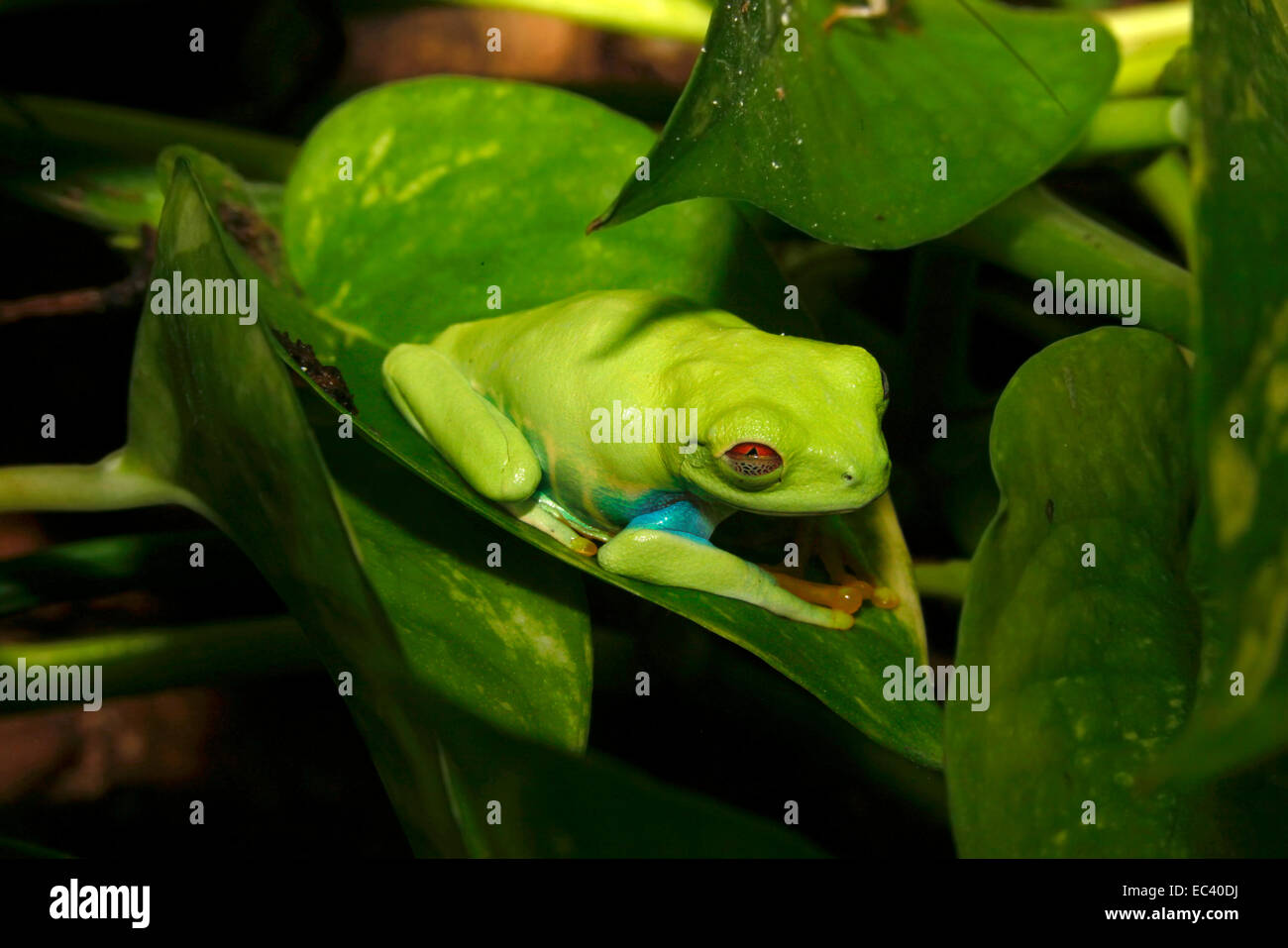 Red-eyed tree frog (Agalychnis callidryas) Stock Photo