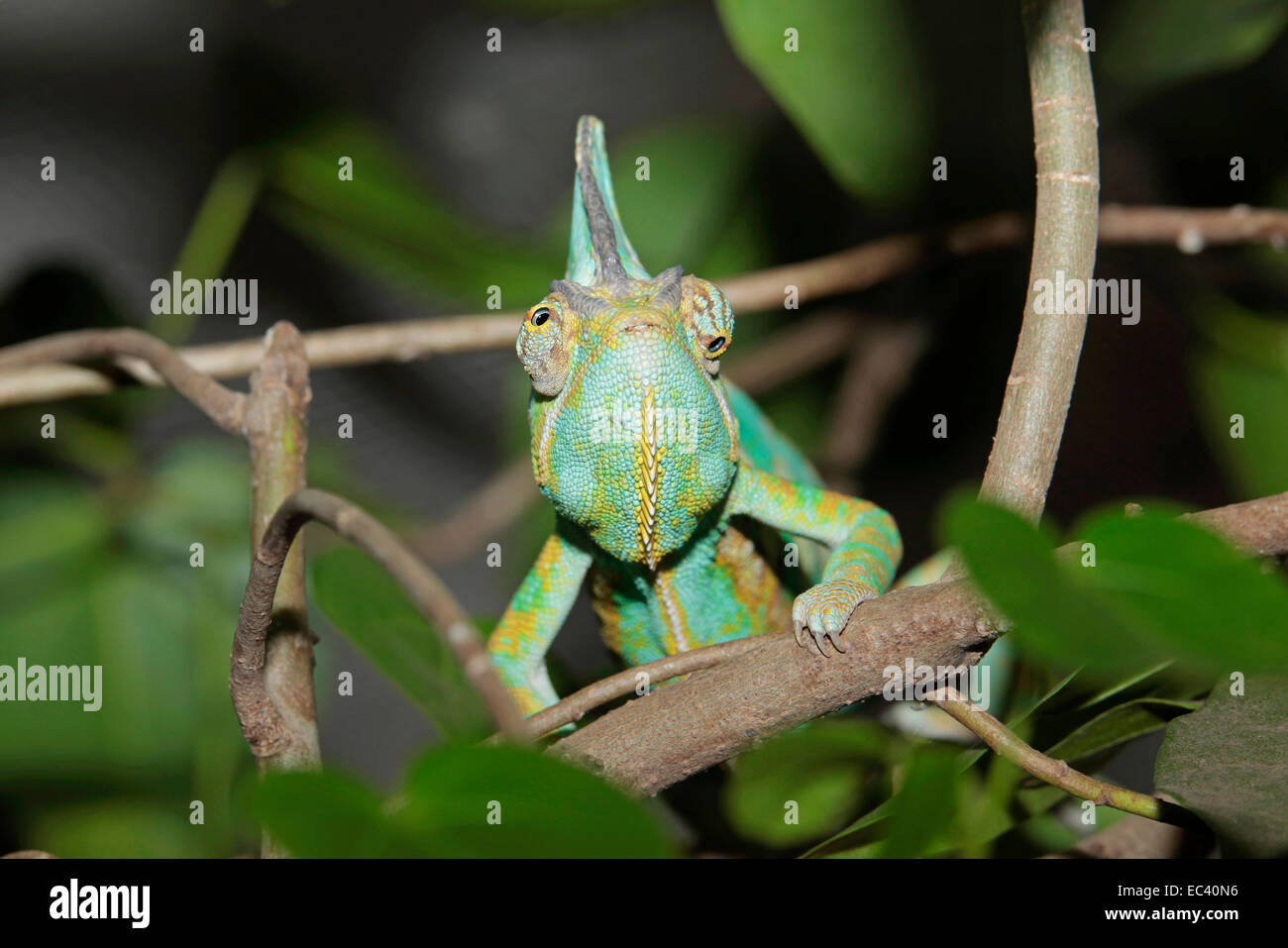 Veiled or Yemen Chameleon (Chamaeleon calyptratus) independent and squinty eyes. Frontal view Stock Photo