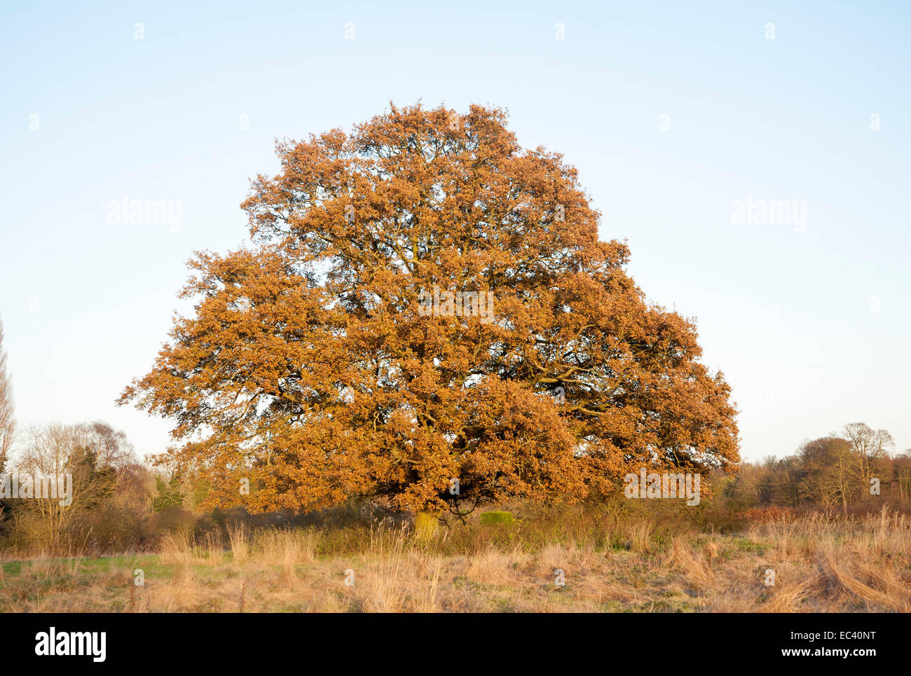 Tree with golden brown leaves in winter early december hires stock