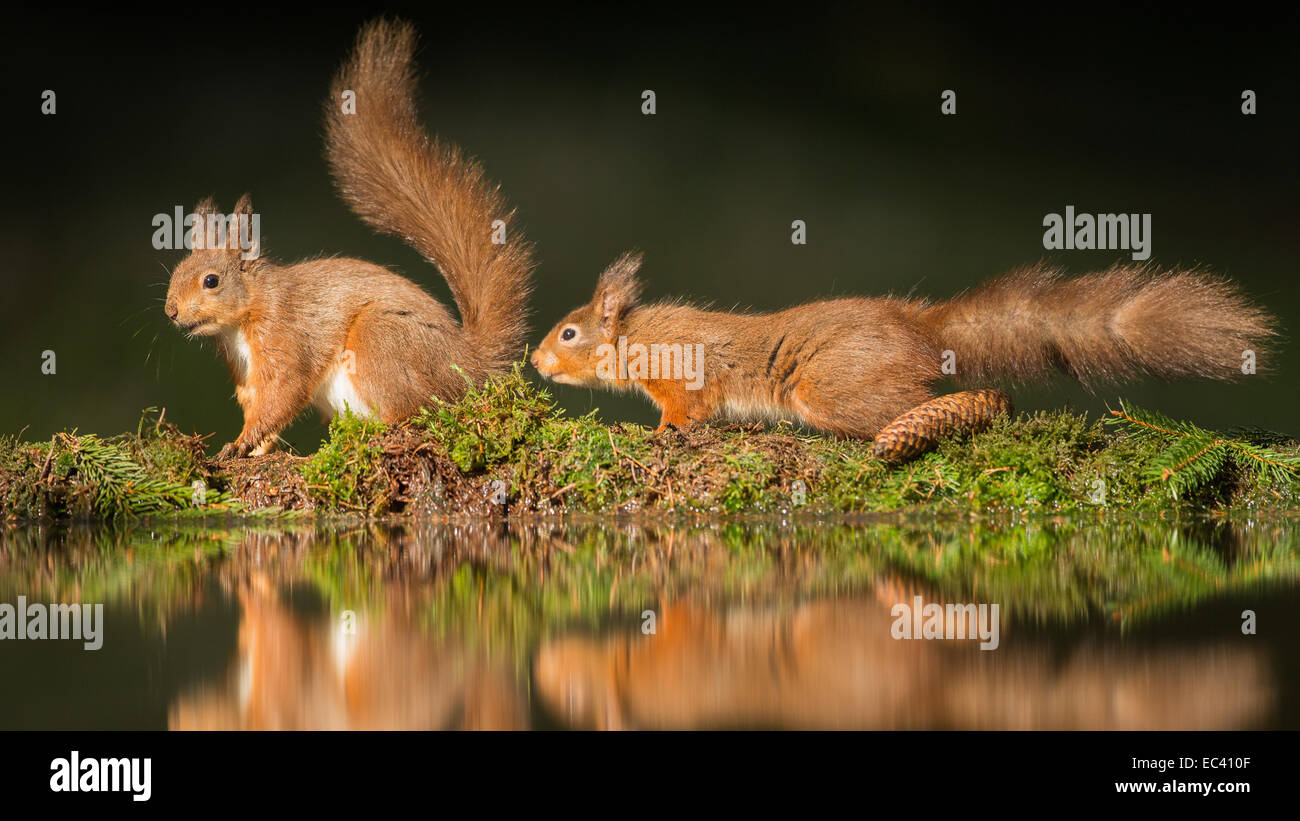 Red Squirrels, male approaching female on edge of woodland pool with ...