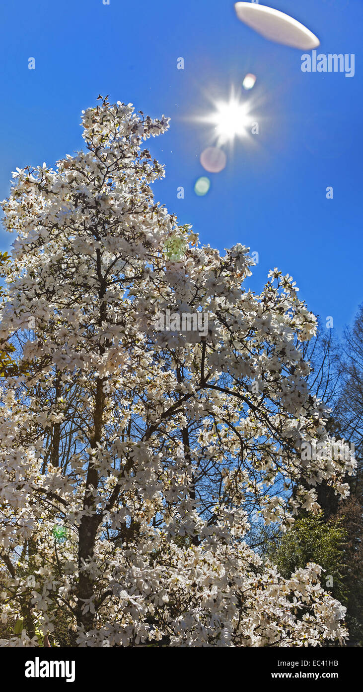 blooming Apple tree in the sunlight Stock Photo