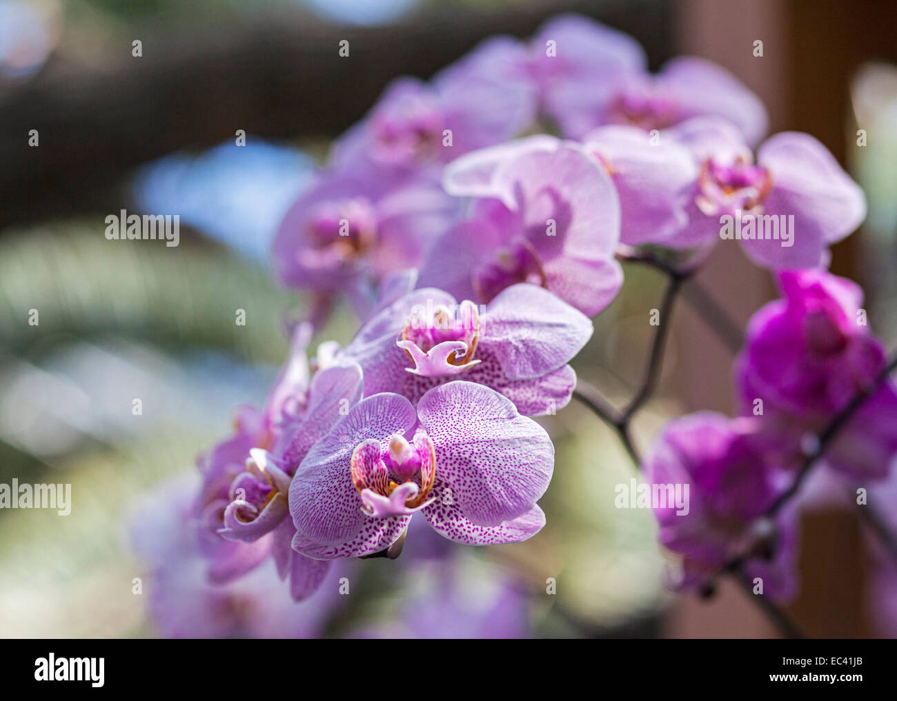Orchidaceae Stock Photo