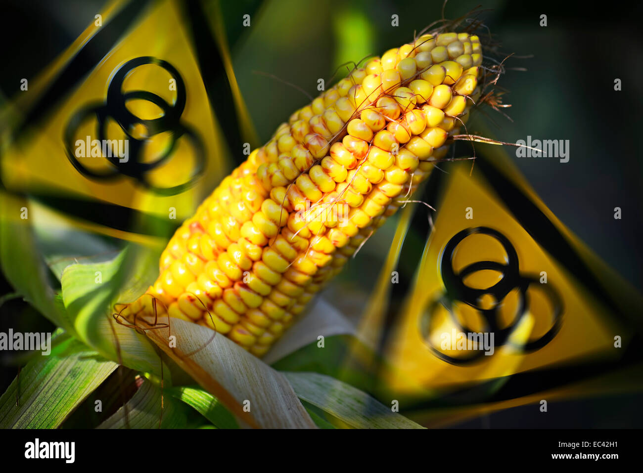 Corn and biohazard sign hi-res stock photography and images - Alamy