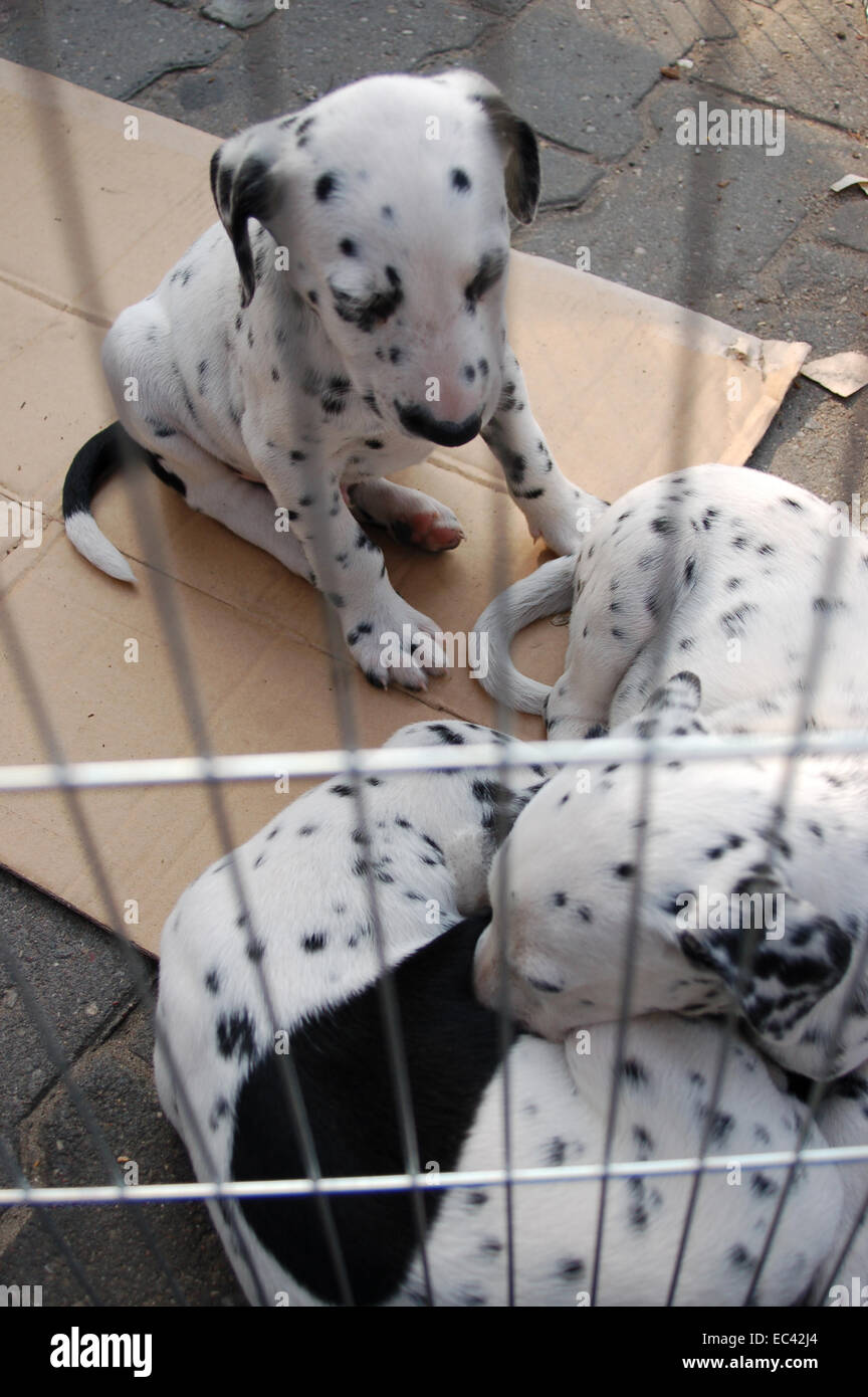 Puppies (Dalmatians) in Cage Stock Photo