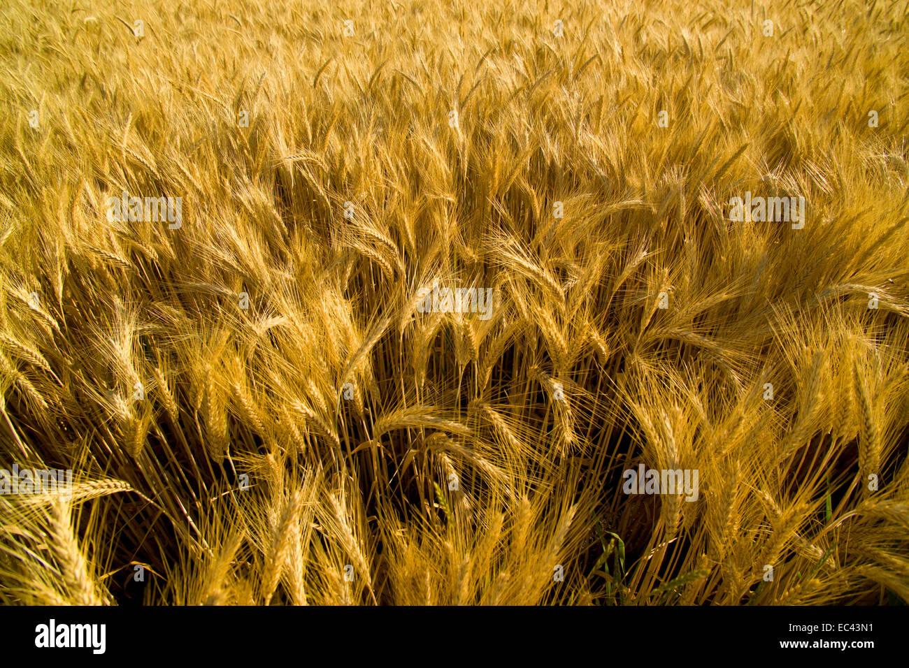 Cereal deficiency hires stock photography and images Alamy