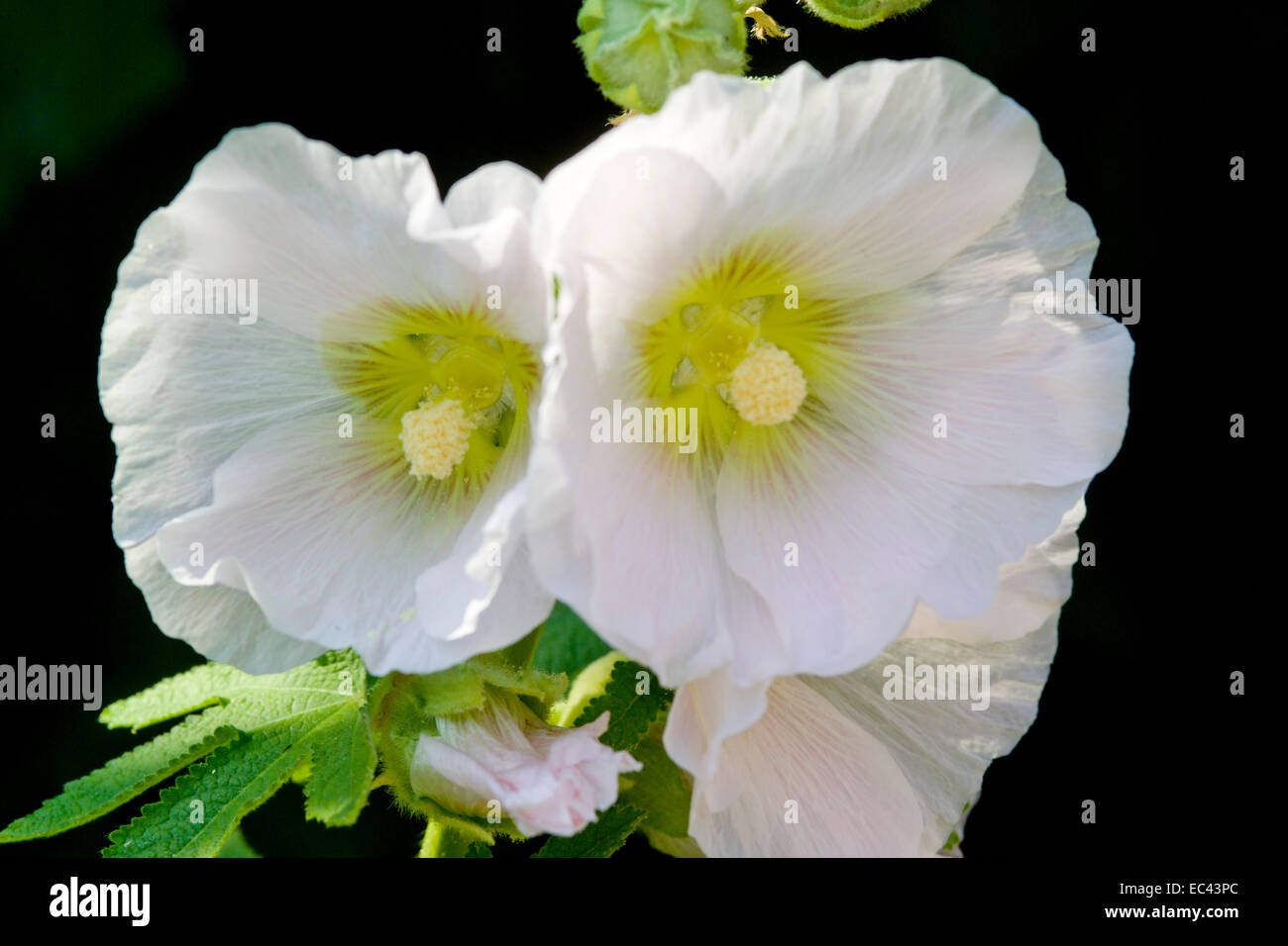 Hollyhock white hi-res stock photography and images - Alamy
