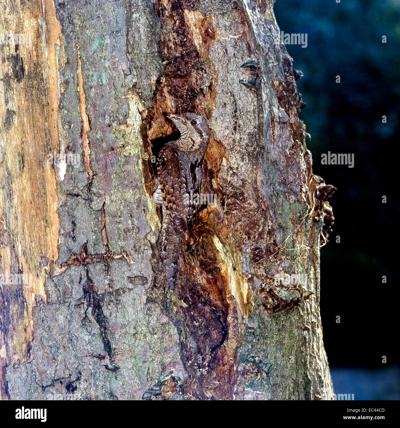 Eurasian Wryneck (Jynx torquilla) near the nest in a hole of tree Stock Photo