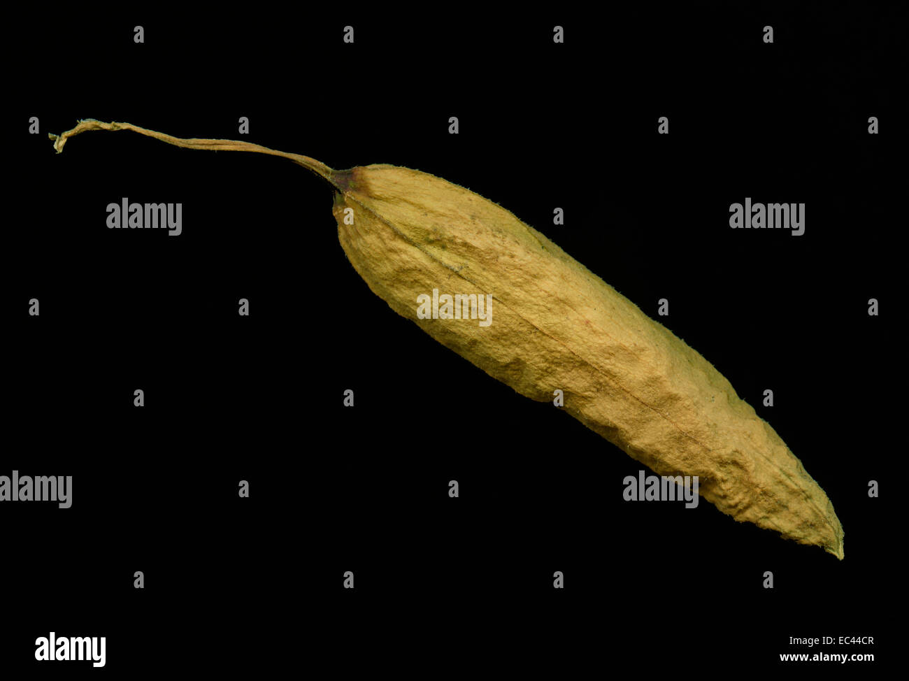 trumpet flower seed Stock Photo Alamy