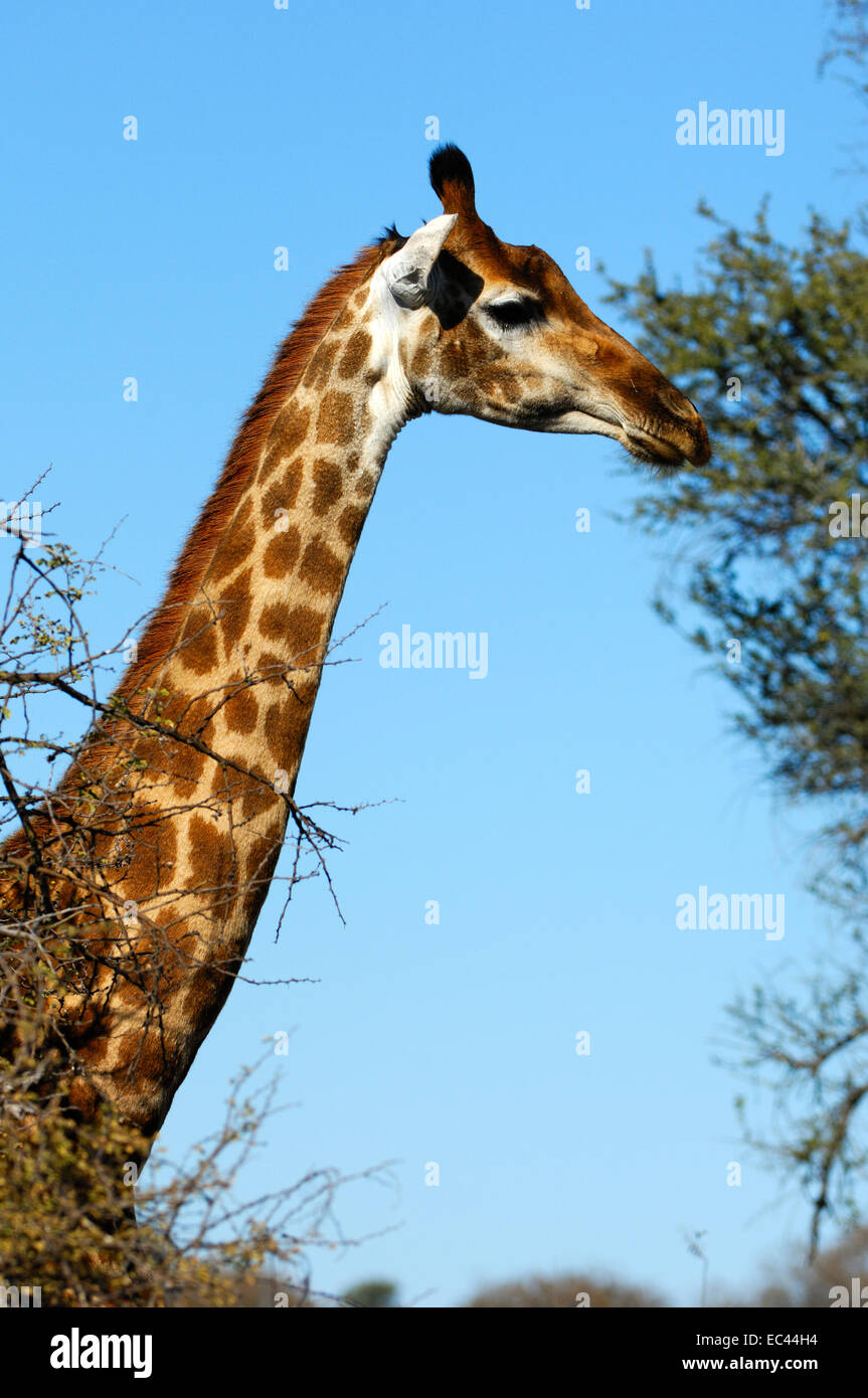 Giraffe, Africa Stock Photo