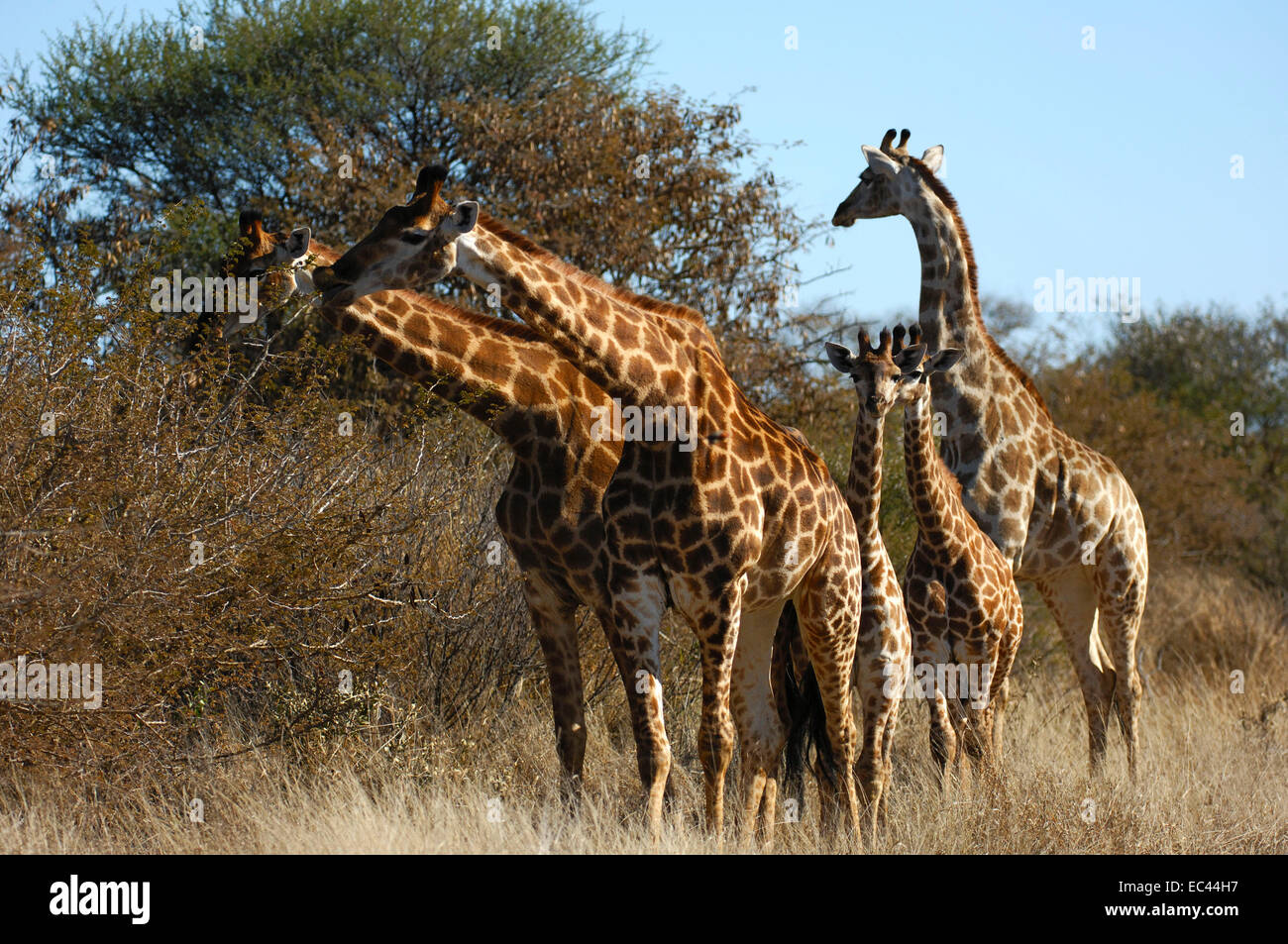 Foraging Giraffe family with youngsters, Africa Stock Photo
