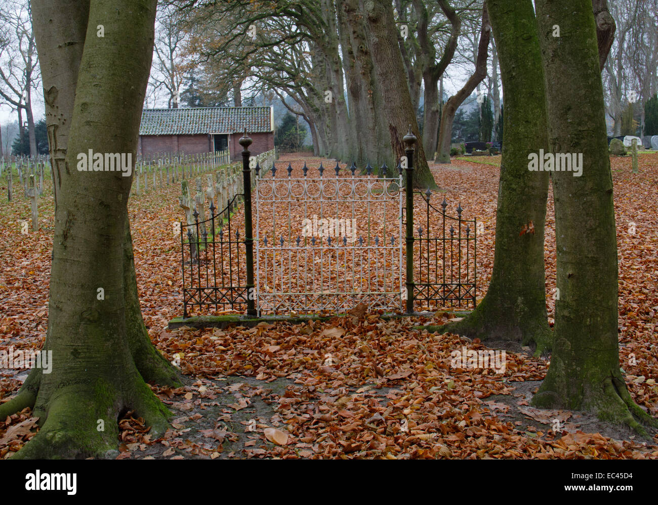 Forged iron gate of a cemetery between Beeches in autumn Stock Photo