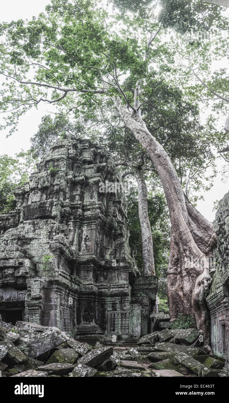 Tree at Ta Prohm 'Tomb Raider Temple', Angkor Wat Stock Photo