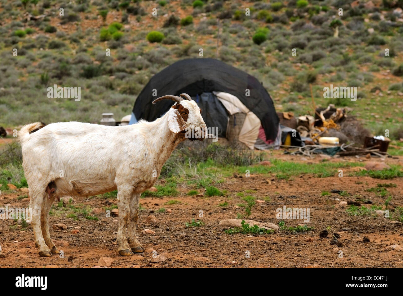Goat in front of a hut of goat herders of the Nama people, Richtersveld, South Africa Stock Photo