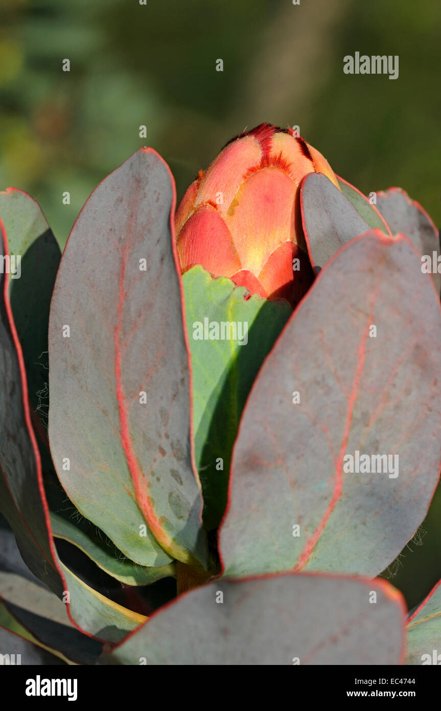 Flower bud of Red sugarbush, Protea grandiceps, South Africa Stock Photo